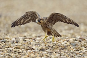 Young falcon... Peregrine falcon (Falco peregrinus), young falcon, doing flight exercises on the