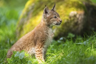 Eurasian lynx (Lynx lynx) youngster on a meadow, Bavaria, Germany, Europe