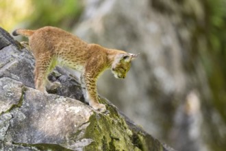 Eurasian lynx (Lynx lynx) youngster climbing on a rock, Bavaria, Germany, Europe