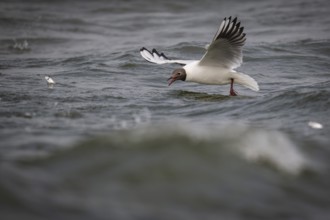 Black-headed gull (Chroicocephalus ridibundus) in summer plumage, flying above the sea surface,