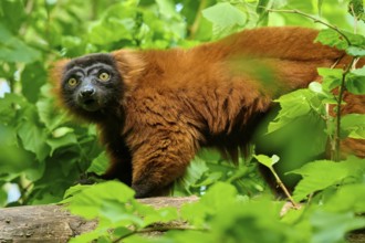 Red ruffed lemur (Varecia rubra), gazing curiously surrounded by lush greenery, France, Europe