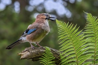 Eurasian jay, European jay (Garrulus glandarius, Corvus glandarius) calling from tree branch with