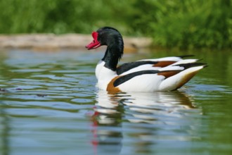 Shelduck (Tadorna tadorna), with striking colours swimming relaxed in the water, France, Europe