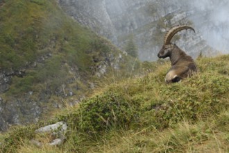 In the high alpine habitat of the ibex... Alpine ibex (Capra ibex), ibex resting, lying in the
