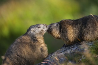 Alpine marmot (Marmota marmota) in autumn, Grossglockner, High Tauern National Park, Austria,