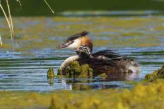 Great Crested Grebe with chicks on its back resting in the water next to plants, Great Crested