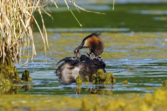 A bird with its young in the water, the surroundings peaceful and surrounded by reeds, Great