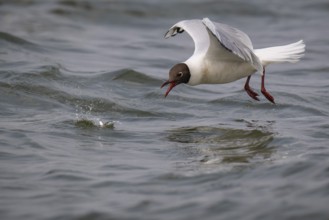 Black-headed gull (Chroicocephalus ridibundus) in summer plumage, flying above the sea surface,