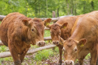 Three brown cows standing close together in front of a wooden fence in a forest, Waldweide