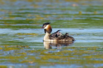 A great crested grebe with chicks swims calmly in the water, Great crested grebe, (Podiceps