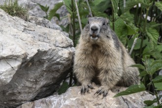 Marmot (Marmota marmota), Monte Baldo, Italy, Europe