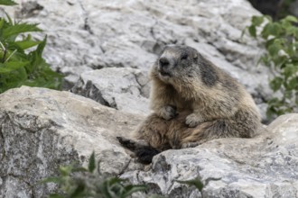 Marmot (Marmota marmota), Monte Baldo, Italy, Europe