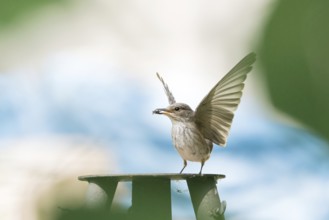 A grey flycatcher (Muscicapa striata) with outstretched wings holding prey in its beak against a