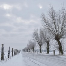 Lined with pollarded willows (Salix sp.) ... Bislicher Insel in winter, small ice-covered road