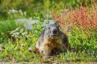 Alpine marmot (Marmota marmota) in autumn, Grossglockner, High Tauern National Park, Austria,