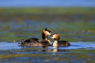 Great Crested Grebe, (Podiceps Scalloped ribbonfish), with chicks, wildlife, Germany, Europe