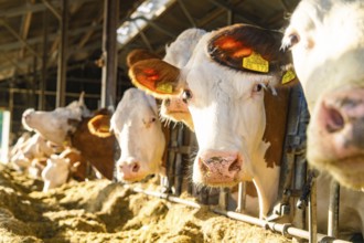 Cows in the barn while being fed, with distinctive ear tags