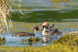 Two adult great crested grebes with chicks on their backs swimming together in the water, Great