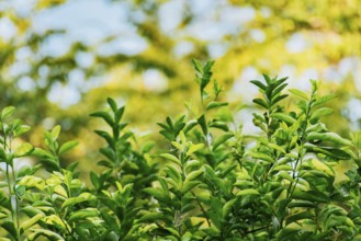 Background of green lemon leaves outdoors. Indian lemon leaves outdoors, Background
