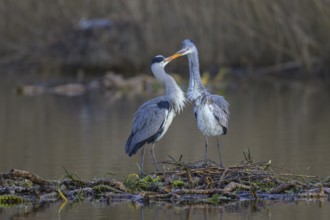 Grey heron (Ardea cinerea), breeding pair building a nest on the floating roots of the water lily,