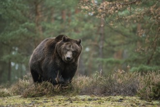 Not to be underestimated... European brown bear (Ursus arctos) during an encounter in the forest,
