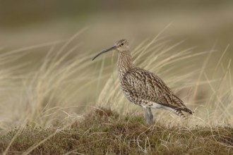 In the habitat... Eurasian curlew (Numenius arquata) in the dunes of the North Sea, standing on a