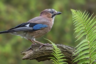 Eurasian jay, European jay (Garrulus glandarius, Corvus glandarius) perched on tree branch with