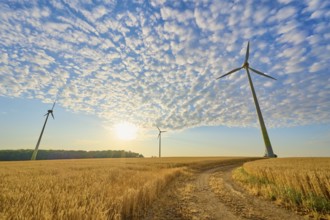 Wind turbines in a wheat field under a blue sky and sunshine, summer, Höhefeld, Wertheim,