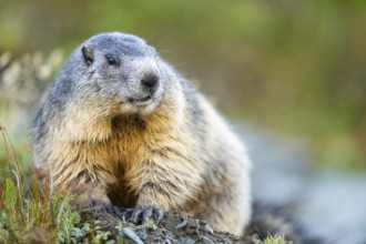 Alpine marmot (Marmota marmota) in autumn, Grossglockner, High Tauern National Park, Austria,
