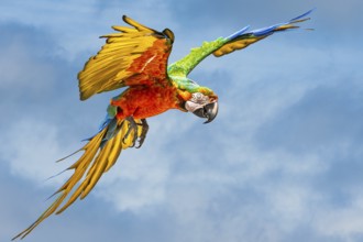 Scarlet macaw, Ara macao, bird in flight