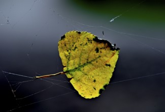 Colourful birch leaf (Betula pendula) in a spider's web, Poel Island, Mecklenburg-Western
