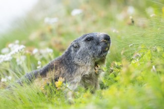 Alpine marmot (Marmota marmota) in autumn, Grossglockner, High Tauern National Park, Austria,