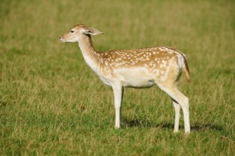 Fallow deer (Dama dama), female, with its distinctive coat pattern in the sun, Germany, Europe