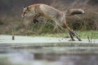 The jump... Red fox (Vulpes vulpes), fox crosses a marshy stream with an impressively long, high