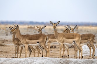 Herd of impala (Aepyceros melampus) at a waterhole, black heeler antelope, female, Nxai Pan