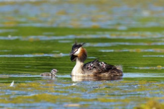 A bird in the water with its young, the atmosphere is calm and the surroundings are spacious, Great