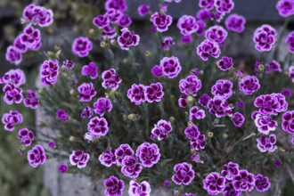 Variety of pink carnation blossoms (Pink Kisses) showing in full bloom and contrasting with the