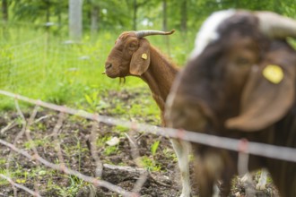 Close-up of a goat in the green behind a fence, Gechingen forest pasture, compensation project for