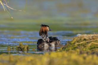 A great crested grebe protects its chicks, which are resting on its back, in calm water, Great