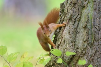 Eurasian squirrel (Sciurus vulgaris), curiously climbing up a tree trunk surrounded by green