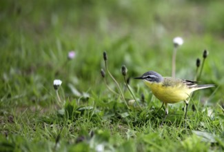 Yellow wagtail (Motacilla flava), in a meadow, Lower Rhine, North Rhine-Westphalia, Germany, Europe