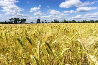 Grain field, in front of harvest, barley, near Bottrop-Kirchhellen, North Rhine-Westphalia,
