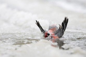 Bird bathing in a puddle of water... Hooked bullfinch (Pinicola enucleator) takes a long bath in