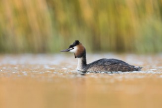 Spring... Great Crested Grebe (Podiceps Scalloped ribbonfish) in splendid breeding plumage early in