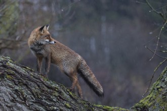 Wet in the rain... Red fox (Vulpes vulpes), fox climbs a tree lying across at dusk in the rain,