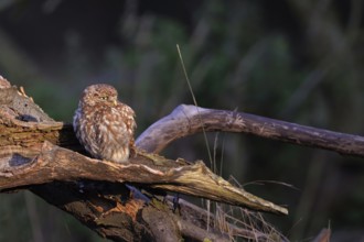 In an old pear tree... Little owl (Athene noctua) enjoying the warming morning sun on an old
