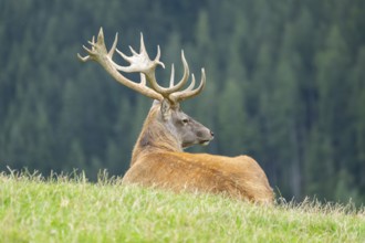 Red deer (Cervus elaphus) stag on a meadow in tirol, Kitzbühel, Wildpark Aurach, Austria, Europe