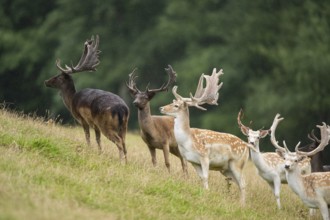 European fallow deer (Dama dama) stags on a meadow, tirol, Kitzbühel, Wildpark Aurach, Austria,