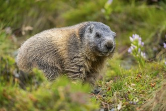 Alpine marmot (Marmota marmota) in autumn, Grossglockner, High Tauern National Park, Austria,