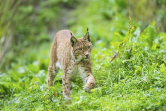 Eurasian lynx (Lynx lynx) on a meadow, Austria, Europe